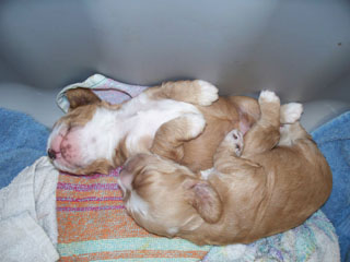 pupsposing